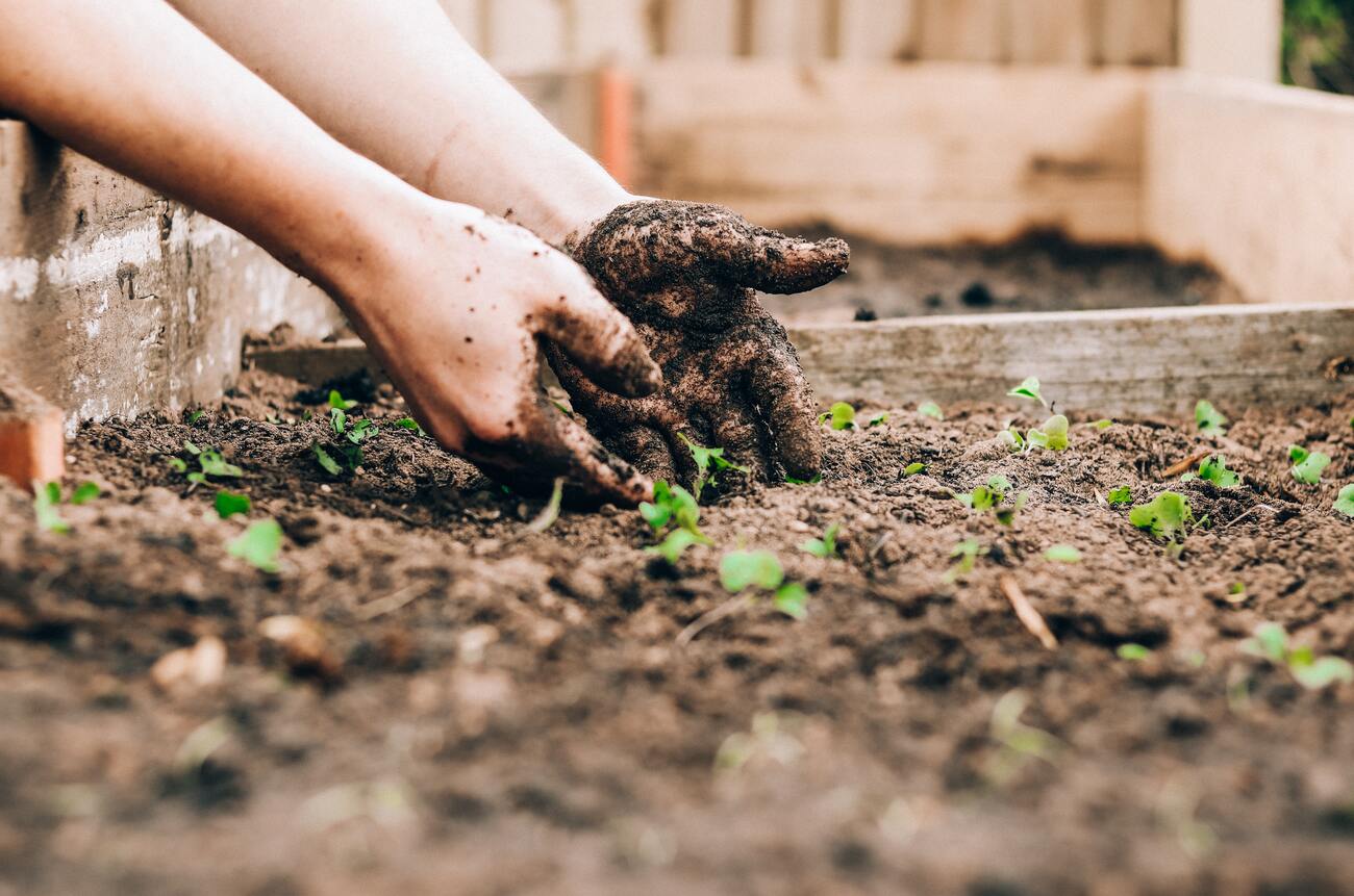 Main qui plante dans la terre