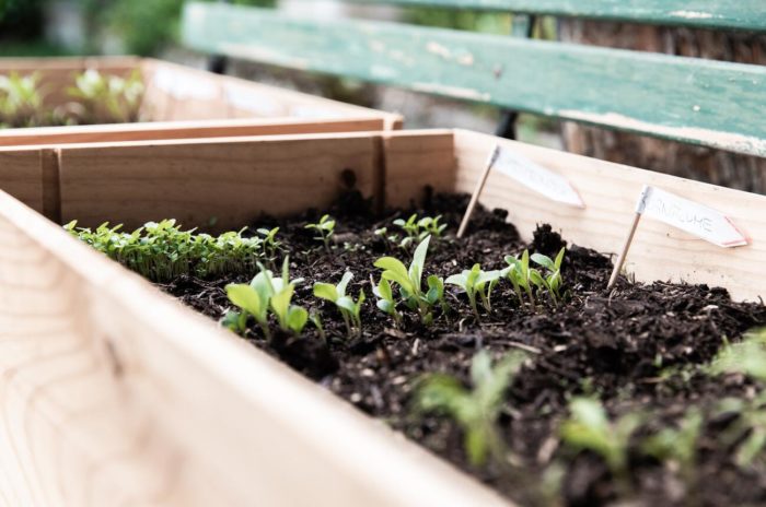 Plantations dans la terre en pots