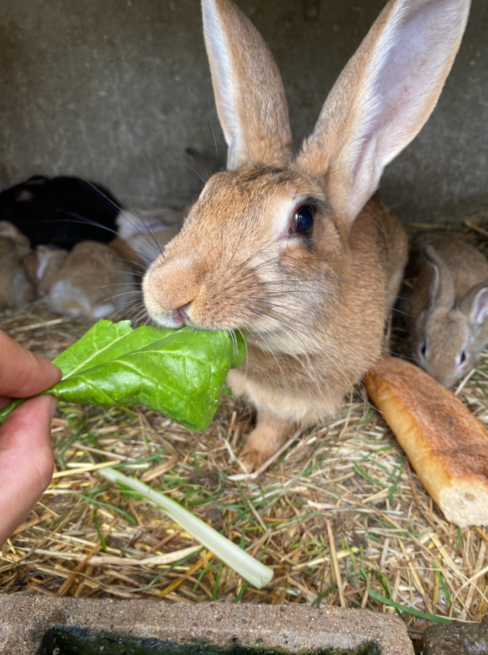 Lapin qui mange une feuille