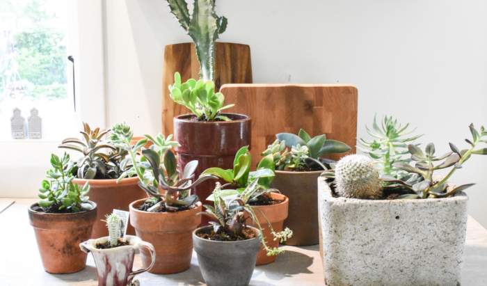 Compo Sana Terreau cactus & succulentes. - Boutique en ligne