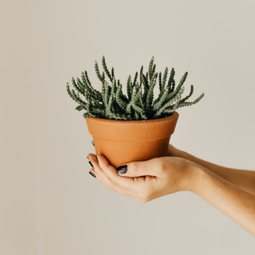 PLANTE EN POT