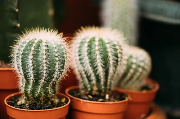 3 petits cactus en pot